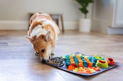 Messy Mutts Rectangle Forage Non-Skid Polyester Removable Dog Lick Mat, Large: 16 x 16-in slide 2 of 8