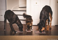 Messy Mutts Silicone Therapeutic Dog Licking Mat, Grey, Large: 12 x 12-in slide 2 of 4
