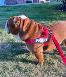 BullHug Padded Nylon Dog Leash, Small: 6-ft long, 1-in wide, Red slide 2 of 4