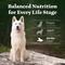 Show in main carousel: Blue Buffalo Wilderness 31-g Protein Lamb Meat Rich Natural Dry Senior Dog Food, 24-lb bag slide 9 of 10