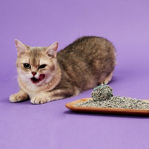 PETKIT 5 in 1 Mixed Flushable Unscented Clumping Tofu Cat Litter, 7.89-lb bag, case of 2