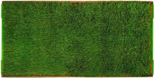 Show full view: DoggieLawn Natural Real Grass Dog Pee Pad, X-Large: 24 x 48-in slide 7 of 7