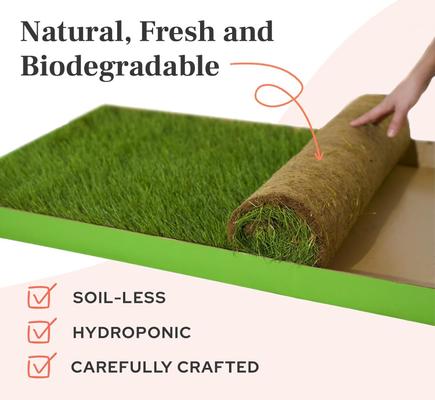 Show full view: DoggieLawn Natural Real Grass Dog Pee Pad, X-Large: 24 x 48-in slide 4 of 7