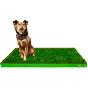 DoggieLawn Large Natural Real Grass Dog Pee Pad, 24 x 48-in