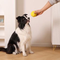 Critta Fitta Latex Squeaky Tennis Ball Dog Toy, Yellow, 3 x 3 x 3-in slide 2 of 6