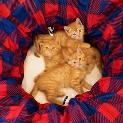 Kitty City Tunnel Cat Bed, Medium, Red & Blue slide 2 of 9