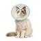 Show in main carousel: WZ PET Adjustable Dog & Cat Recovery Cone Collar, Green, Medium slide 1 of 8