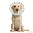 WZ PET Adjustable Recovery Cone Elizabethan Collar for Dogs & Cats, Green, X-Large