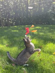 Pet Souvenirs Crab Wand Cat Toy, Red, 16-in slide 2 of 6