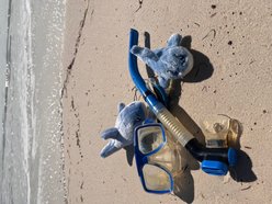 Pet Souvenirs Shark Small Plush Dog Toy, Blue, 7-in slide 2 of 3