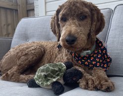 Pet Souvenirs Turtle Small Plush Squeaky Dog Toy, Green, 6.5-in slide 2 of 4