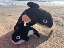 Pet Souvenirs Orca Large Plush Squeaky Dog Toy, Black, 10-in slide 2 of 2