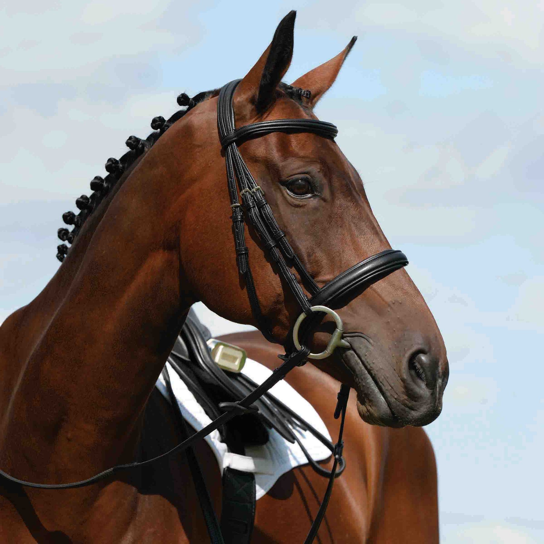 Collegiate Syntovia+ Padded Raised Cavesson Horse Bridle, Black, Warmblood