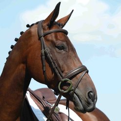 Collegiate Syntovia+ Padded Raised Flash Horse Bridle, Brown, Cob