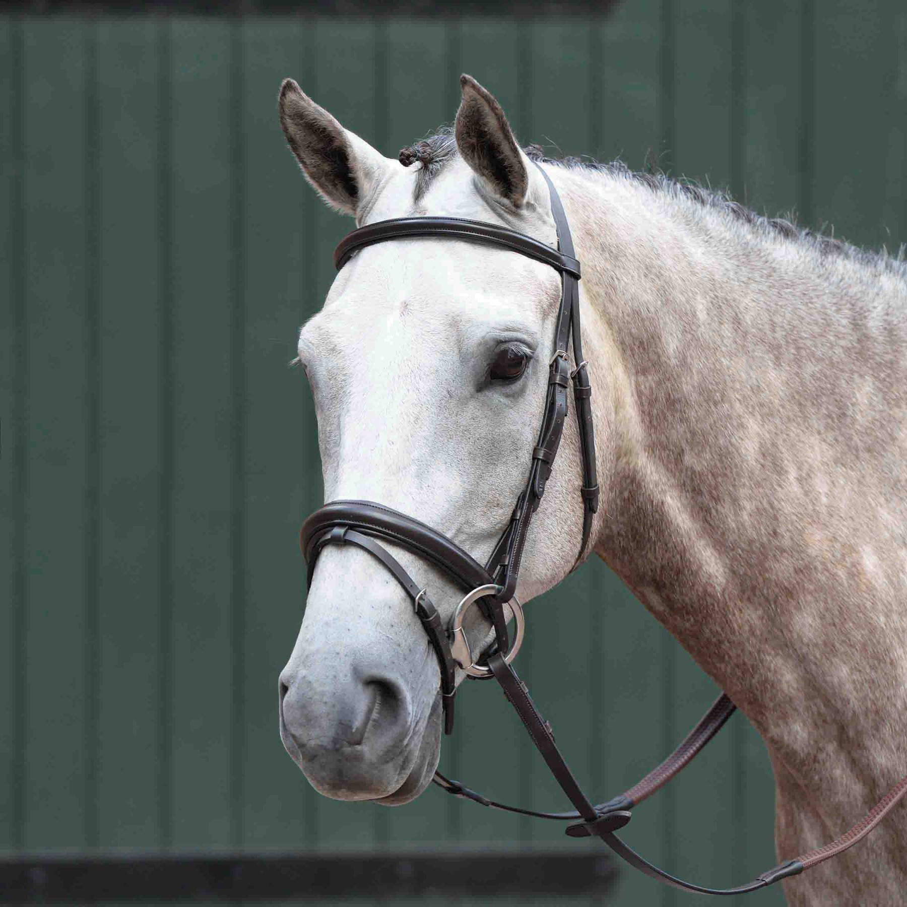 Collegiate Essential Padded Raised Flash Horse Bridle, Brown, Cob