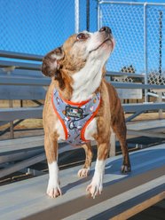 Sassy Woof MLB x Peanuts Chicago White Sox Adjustable Dog Harness, Small: 16 to 21-in chest slide 2 of 7