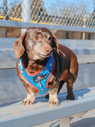 Sassy Woof MLB x Peanuts Miami Marlins Adjustable Dog Harness, Small: 16 to 21-in chest slide 2 of 7