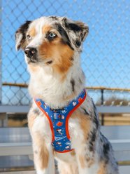Sassy Woof MLB x Peanuts Toronto Blue Jays Adjustable Dog Harness, X-Small: 14 to 19-in chest slide 2 of 6