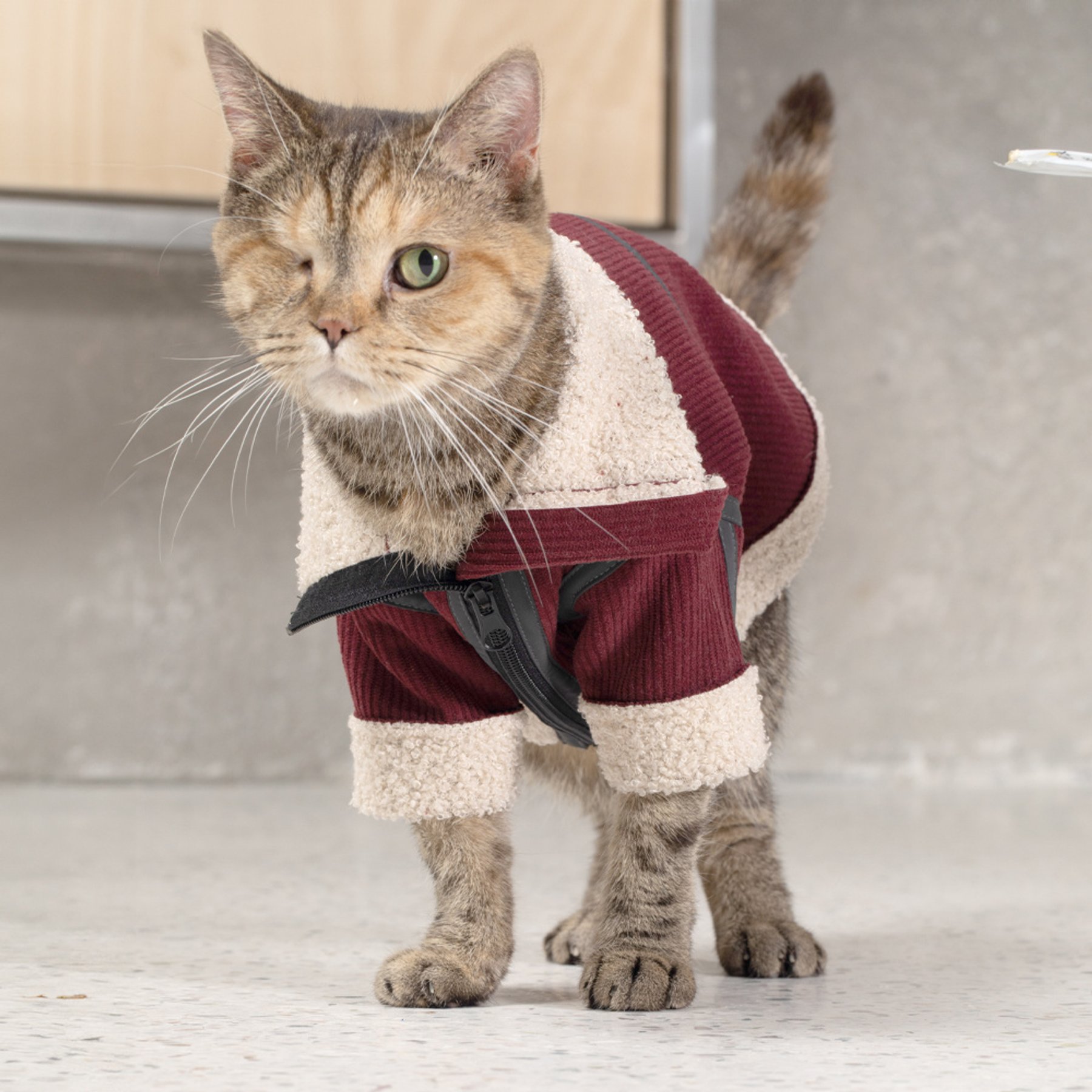 Pebot Koda "Kord" Dog & Cat Jacket Vest, Burgundy, 8