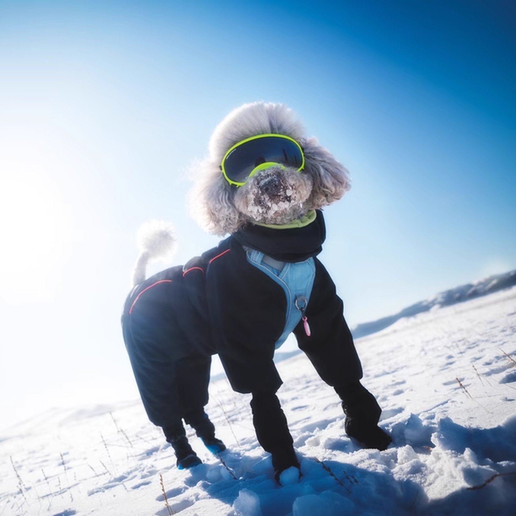 Pebot Elsa 3M Thinsulate High Performance Dog & Cat Wintersuit, Black, 8