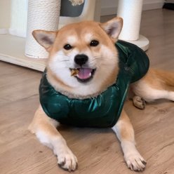 Pebot Avatar Reversible Sherpa Dog & Cat Winter Vest, Green / Tan, X-Large slide 2 of 7