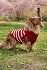 Nautica Striped Turtleneck Dog Sweater, Pompei Red, Small slide 2 of 5