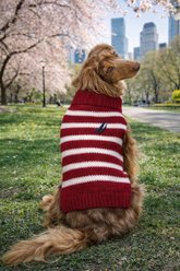 Nautica Striped Turtleneck Dog Sweater, Pompei Red, Medium