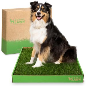 DoggieLawn Large Natural Real Grass Dog Pee Pad, 24-in x 24-in