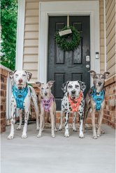 Sassy Woof Tie Dye Dog Collar, Tropical Tides, Large: 26-in neck, 1-in wide slide 2 of 6