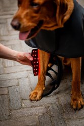 Horseware LED Red Light Therapy Dog Leg Wraps, 2 count