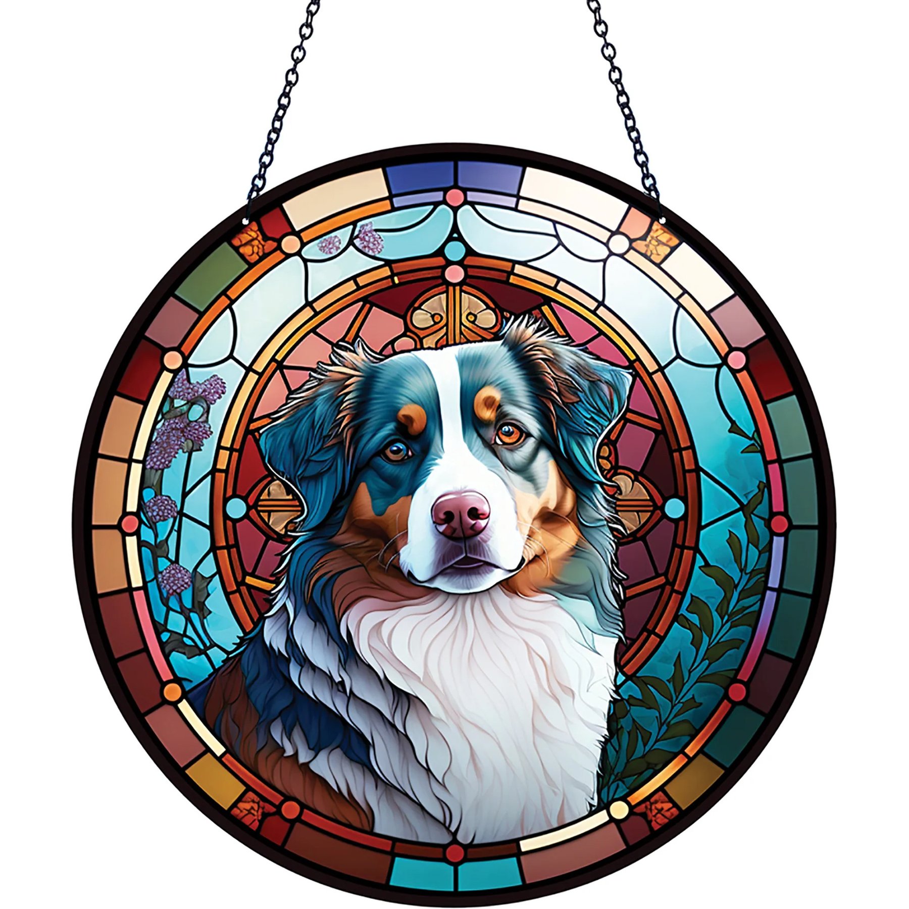 d'ears Australian Shepherd