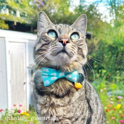 Made By Cleo Happy Clouds Bow Tie for Small Dogs & Cats slide 2 of 3
