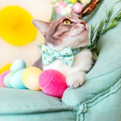Made By Cleo Bunnies & Carrots Bow Tie for Small Dogs & Cats, Blue slide 2 of 5