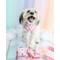 Show in main carousel: Sassy Woof Care Bears Cheer Bear Dog Leash, 5-ft long, 4/5-in wide slide 6 of 6
