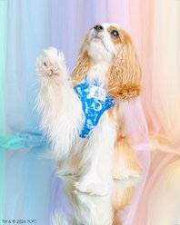 Sassy Woof Care Bears Grumpy Bear Adjustable Dog Harness, Small: 16 to 21-in chest slide 2 of 7