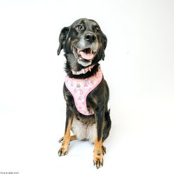 Sassy Woof Care Bears Cheer Bear Adjustable Dog Harness, X-Small: 14 to 19-in chest slide 2 of 7