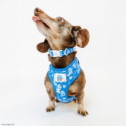 Sassy Woof Care Bears Grumpy Bear Dog Collar, Medium: 19.7-in neck, 3/4-in wide slide 2 of 6