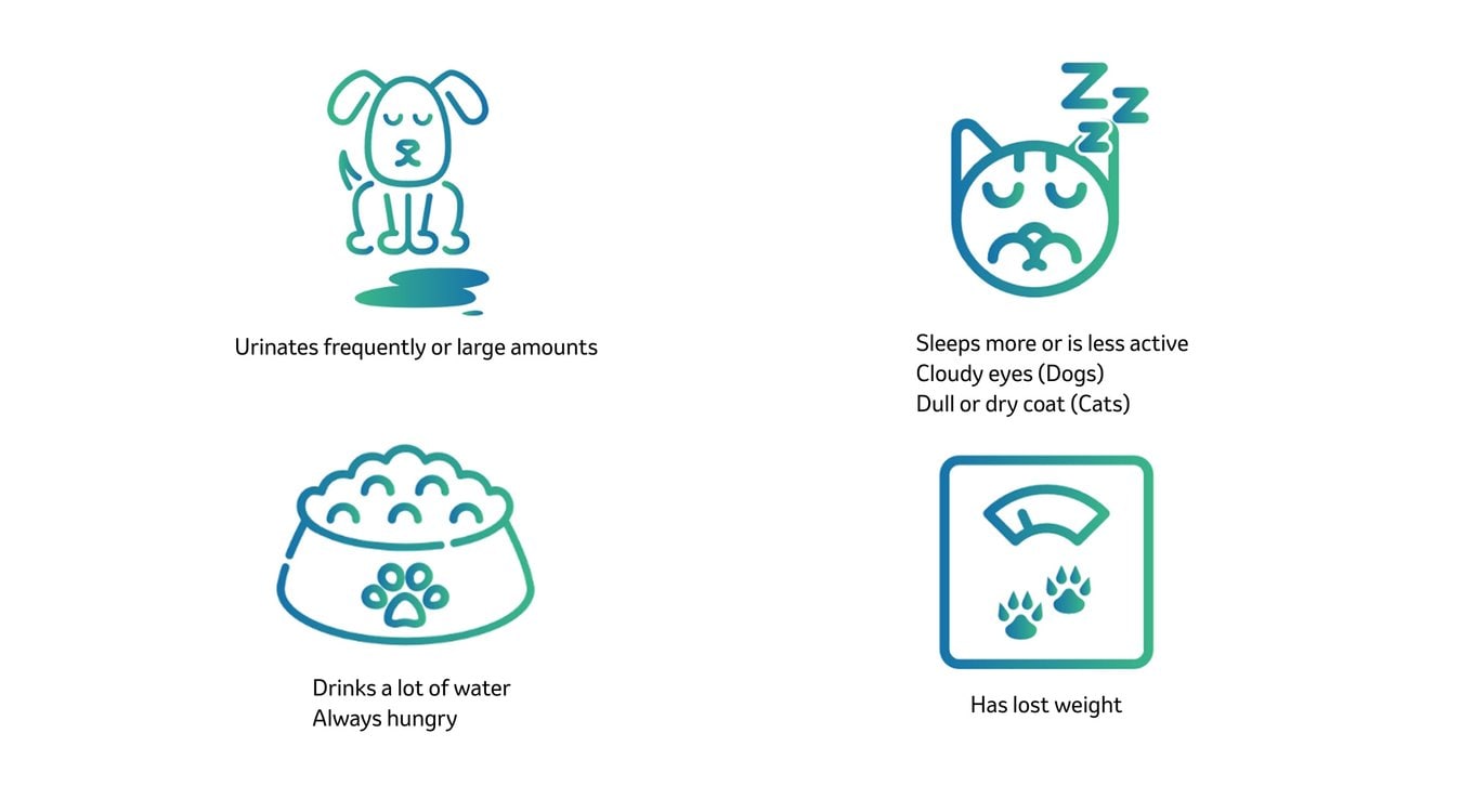 Program Injection 40 Cats VETSULIN (porcine insulin zinc suspension) U-40 Injectable for Dogs ...