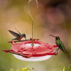 Pop's Birding AspenPerch Hummingbird Feeder, Red, 8-oz slide 2 of 9