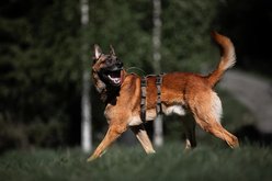 Non-stop Dogwear Line Long WD Dog Harness, Olive, 6: 22.0 to 34.3-in chest slide 2 of 5