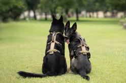 Non-stop Dogwear Line Long WD Dog Harness, Olive, 7: 24.0 to 36.2-in chest slide 2 of 5