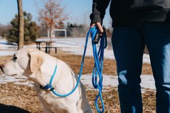 Mad Dog Products Premium Rope Long Line Nylon Slip Lead Dog Leash, Black, 15-ft long, 1/4-in wide slide 2 of 5