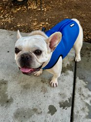 BullHug Cooling Zip Reflective Dog Vest, Blue, Large slide 2 of 7