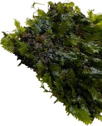 Quinn's Fins Fissidens Nobilis Moss on Mat Live Submerged Plant, Green