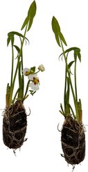 Quinn's Fins Montevidensis Saggitaria Live Pond Marginal Plant, Green, 2 count