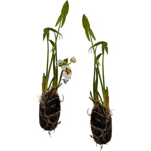 Quinn's Fins Montevidensis Sagittaria Marginal Live Pond Plant, Green, 2 count