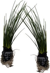 Quinn's Fins Zephyr Lily Live Pond Marginal, Green, 2 count