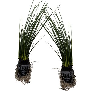 Quinn's Fins Zephyr Lily Marginal Live Pond Plant, Green, 2 count