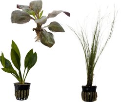 Quinn's Fins Amazon Sword, Cardinal Plant & Hairgrass Live Submerged Plant, Green, 3 count