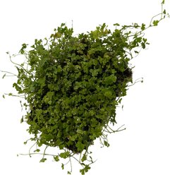 Quinn's Fins Hydrocotyle Japan on Large Mat Submerged Live Plant, Green